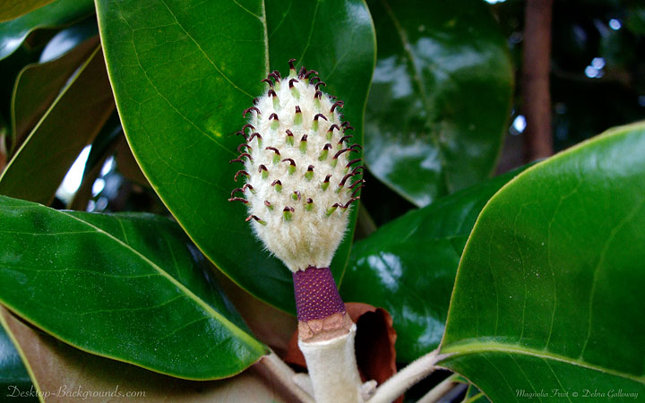 Magnolia Fruit